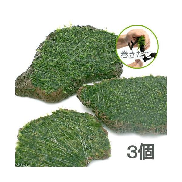 ijā@EB[X@XCXn΁@lTCYitji_jiRj