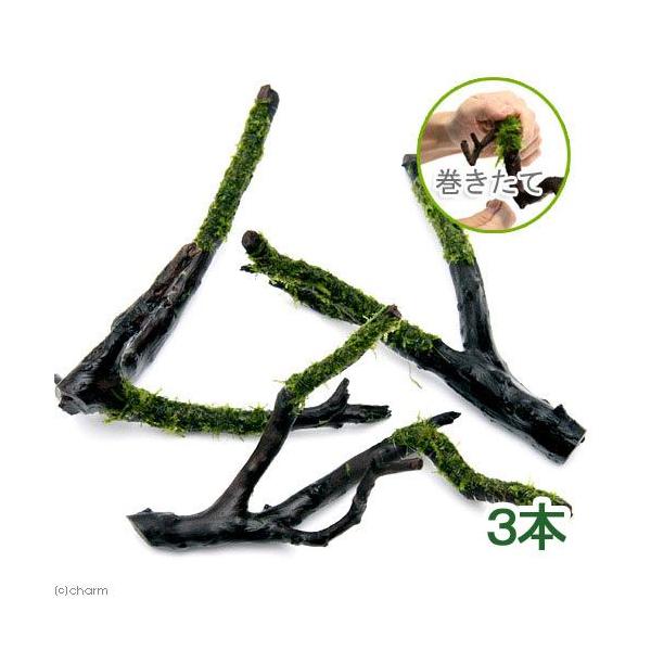 ijā@EB[X@}󗬖؁@rTCYiPO`jitji_jiR{j