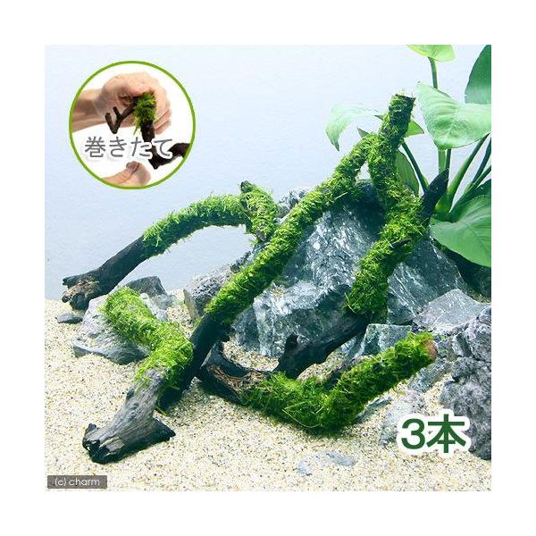 ijā@EB[X@XeBbN؁@rTCYiPTjitji_jiR{j