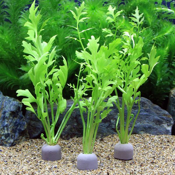 熱帯魚　_wp　_aqua　水草　後景草　ギザギザ　マルチリング　ブラック　LMBK　ウォータースプライト　ＭＩ　ウォータースプライトはこちら　Ceratopteridaceae013　opa2_delete　point5wplants　ゼ...