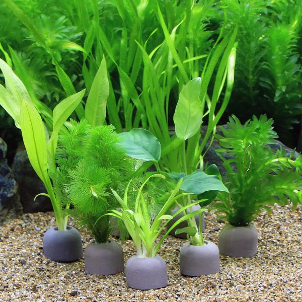 熱帯魚　水草　セット　レイアウト　■マルチリング・ブラック　２０００円ビギナー７点セット　１パック　説明書付　ＭＩ　plantmanual　アナカリス　カボンバ　バリスネリアスピラリス　ピグミーチェンサジタリア　アヌビアスナナ　アマゾンソー...