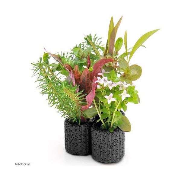 ij}`OubNijf^@܂񂹐A~bNXitji_jiPj