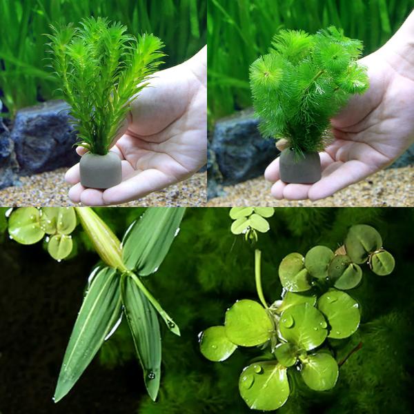 熱帯魚　_wp　_aqua　金魚・メダカ　金魚　メダカ　水草　金魚藻　おまかせ浮き草１種３株　カボンバ　キャボンバ　Ｃａｂｏｍｂａ　ｃａｒｏｌｉｎｉａｎａ　アナカリス　オオカナダモ　Ｅｇｅｒｉａ　ｄｅｎｓａ　ライフマルチ　金魚藻セット　ＭＩ...