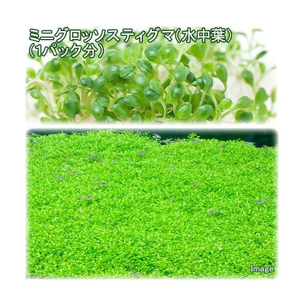 ij~jOb\XeBO}itji_jiRpbNj