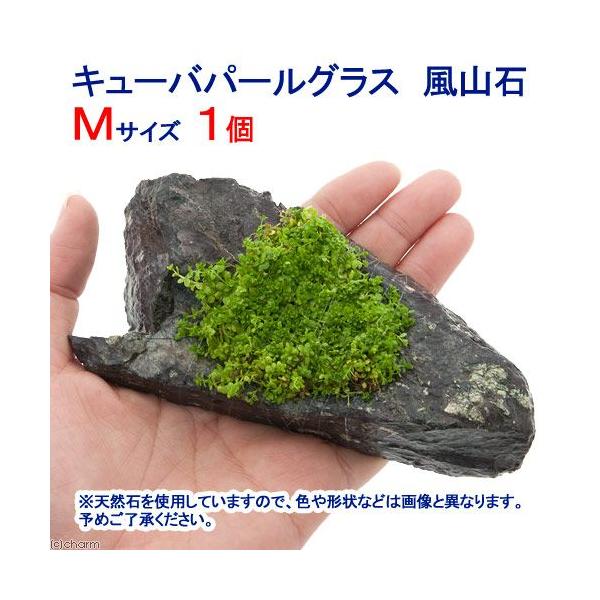 ijā@L[op[OX@R΁@lTCYiPSjitji_jiPj