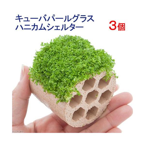 ijā@L[op[OX@njJVF^[itji_jiRj