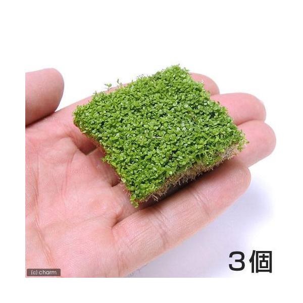 ijL[op[OXitjL[u^CviSji_jiRpbNj