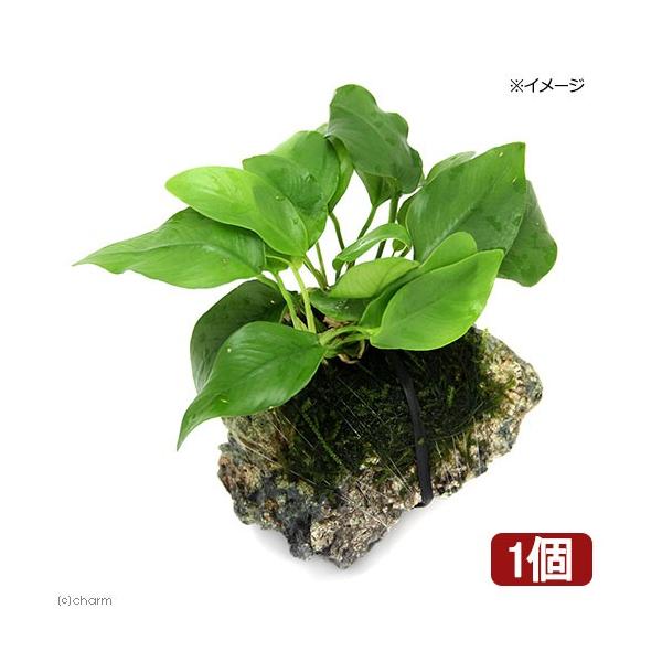 ijAkrAXii@S[fEB[X@R΁@rTCYiPOjiPj