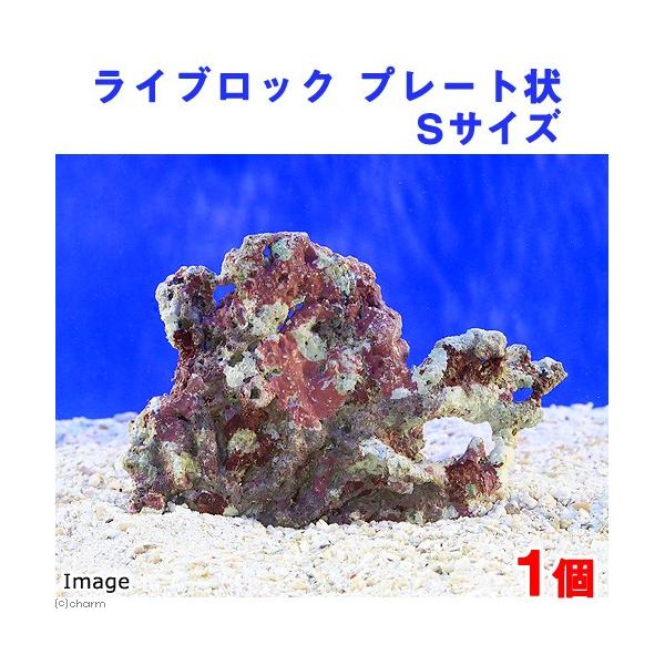 iCjCubN@v[g@rTCYiPji`󂨔Cj@kCEBq֗vۉ