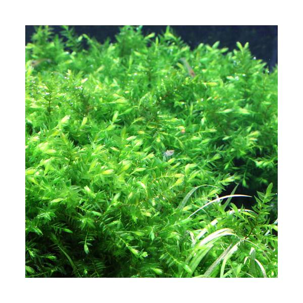 PF_SPQ　熱帯魚　_aqua　活着する水草　コケの仲間　水草　コケ　モス類　ウィローモス　週替わり水草　wp_kywrd　オレゴンリバーモス　oregoncatmosssingle2022kawagoke　point5wplants　0...