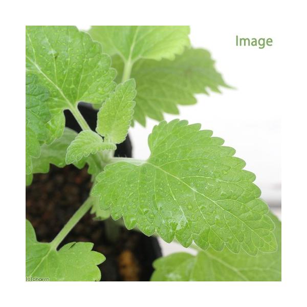 iϗtAjn[uc@Lbgjbv@i킨܂@RiP|bgj@ƒ؉@Ntg