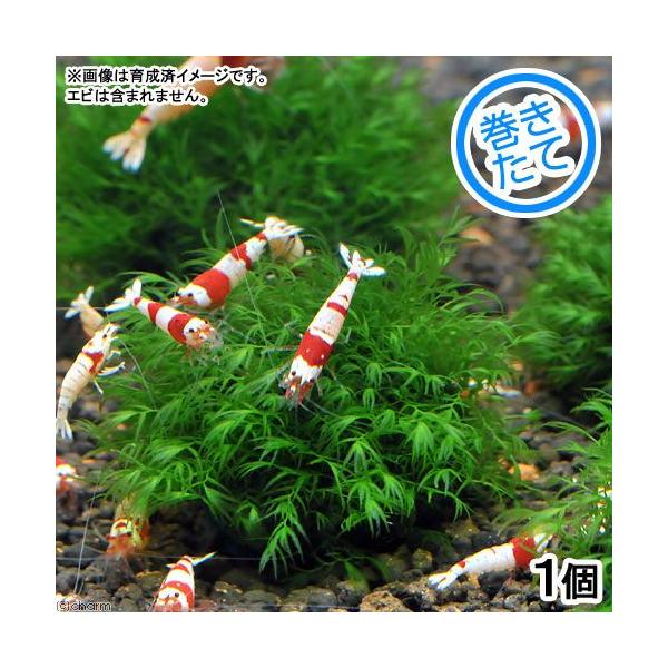 ijā@EH[^[tFU[@{[itji_jiPj