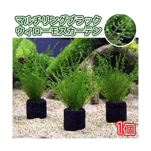 水草 マルチリングブラック 黒 ウィローモスカーテン 無農薬 １個 北海道航空便要保温 Buyee Buyee 日本の通販商品 オークションの代理入札 代理購入