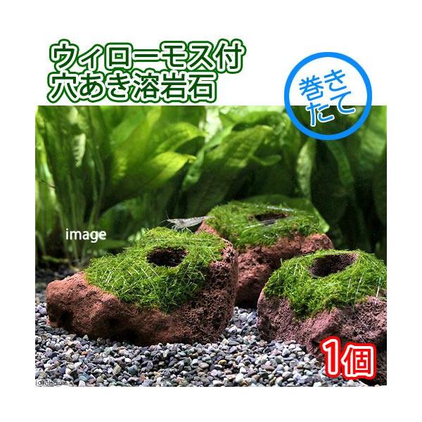 _aqua　熱帯魚・エビ他　ウィローモス特集　ビギナーにお勧め　水草付き流木　益子焼素材はこちら　ウィローモスはこちら　脱皮や抱卵エビの保護はこちら　稚エビの保護はこちら　エビ用水草　ＣＯ２なしでも育つ水草　水草ハウス　all_plants...