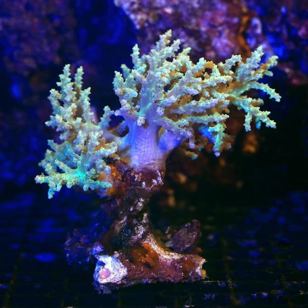 ◎　kaisui75　沖縄　okinawa　ソフトコーラル　b_coral　海水　サンゴ　m_softcoral　ヤワタコアシカタトサカ　トサカｓｐ．ライトグリーン　Ｍサイズ　red_sp0926　mrncoup11　mrncoup21　m...