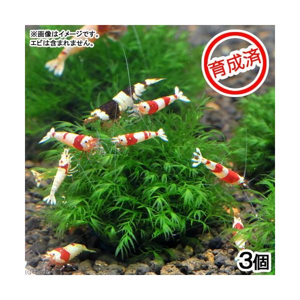 熱帯魚　ウォーターフェザー　水草　モス　201306003　AT　20130628　9c　ccampain1912800_wp　wp2000fes　catmossraise2022waterfeather　育成済　ウォーターフェザーボール　...