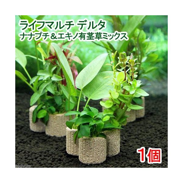 熱帯魚　_aqua　有茎　ラ行　水草　鉢植え水草　life_plant_etc　水上葉寄せ植え　life_malti_wp　ライフマルチデルタ　lifemultiseries　アヌビアス　ナナ　プチ　ナナプチ　20130728　TS　oto...