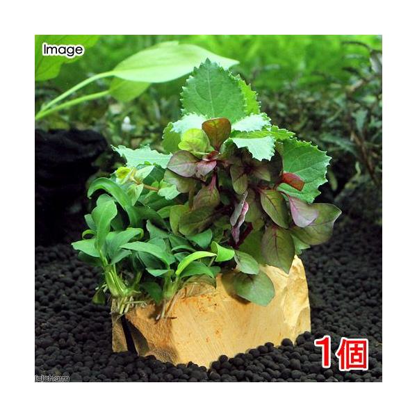 アヌビアス ナナ プチ」の人気商品一覧 | 安い商品を通販サイト