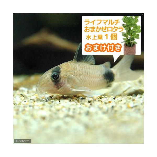 チャーム charm 店 北海道 コリドラス 九州航空便要保温 熱帯魚 ロレトエンシス １匹 ワイルド