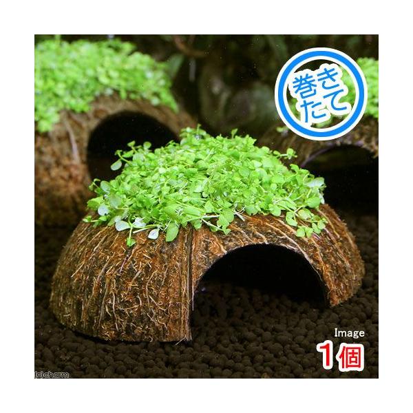 ijā@RRibcVF^[@j[[Wp[OXitji_jiPj