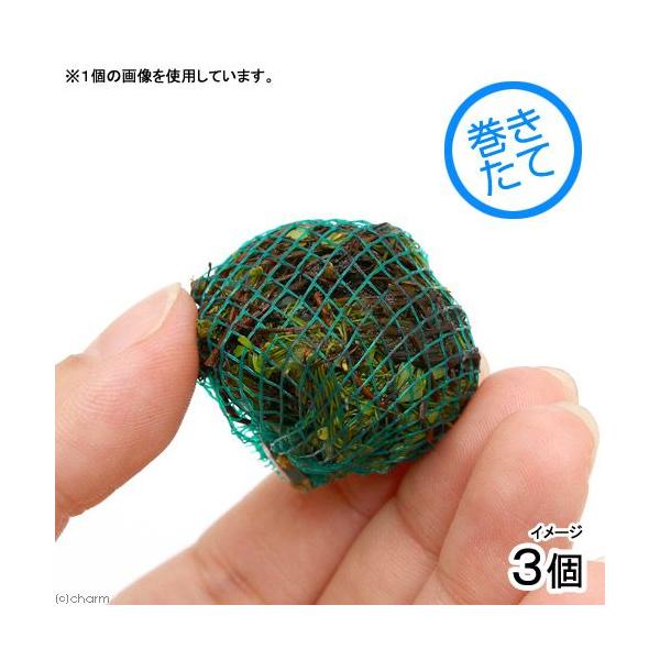 ijā@xgiN[o[{[itji_jiRj