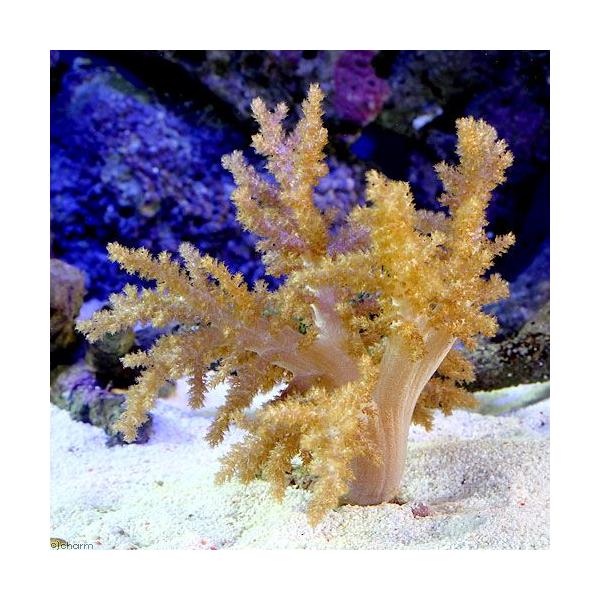 サンゴ）沖縄産 スジチヂミトサカ Mサイズ（1個） 北海道・九州航空
