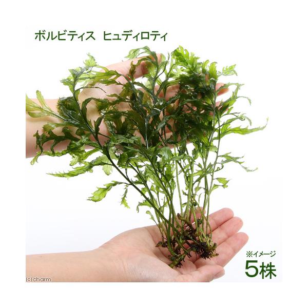 ij{reBX@qfBeBitji_jiTj