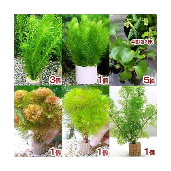 ij_JE@_JE@cwZbgiPZbgj