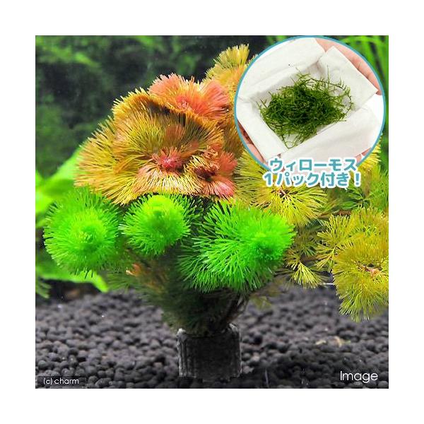 ijEB[X}`OEubNijJ{o~bNXitjiPZbgj