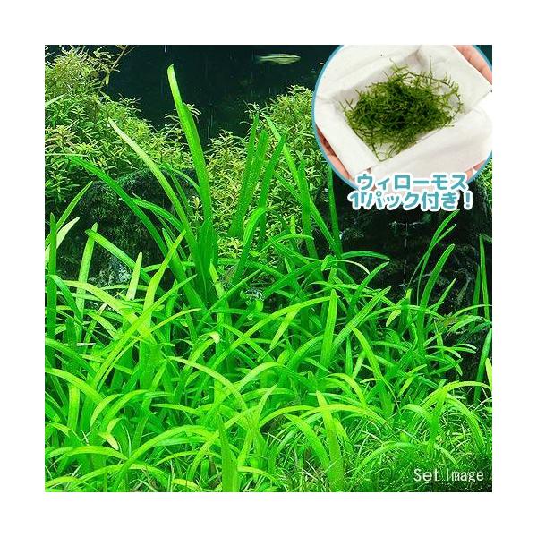 ijEB[XsO~[`F[TW^AiPZbgj