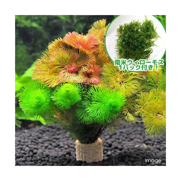 ijăEB[XCt}`ijJ{o~bNXitjiPZbgj