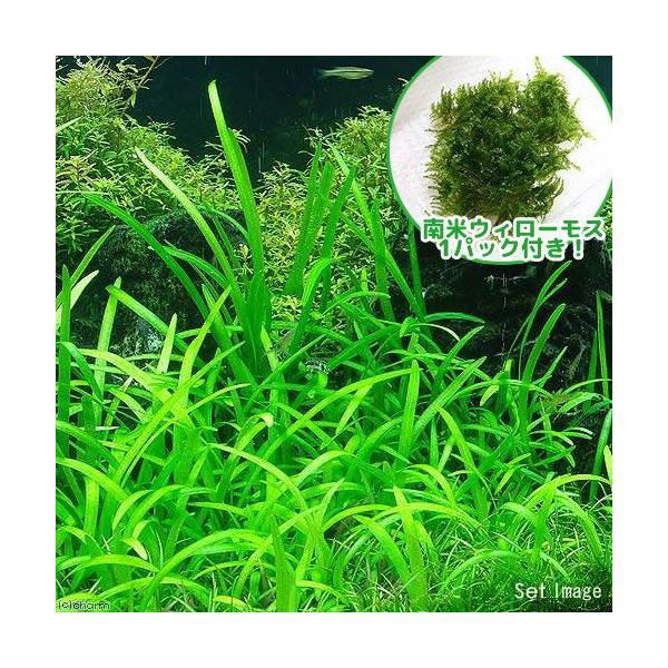 ijăEB[XsO~[`F[TW^AiPZbgj