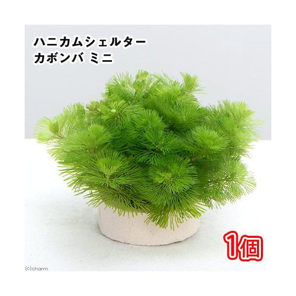 ij_JE@njJVF^[@J{o@~jiPj