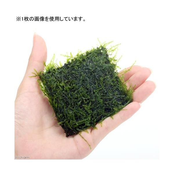 PF_SPQ　_wp　_aqua　熱帯魚　エビ他　ウィローモス特集　ビギナーにお勧め　ウィローモスモスマット状はこちら　マット状はこちら　ウィローモスはこちら　モスマット状はこちら　エビ用水草　水草ハウス　all_plants　エビが喜ぶア...