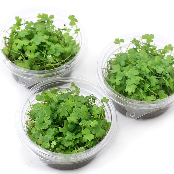 ijI[XgA@m`hitjvJbvi_jiPj@kCEBq֗vۉ