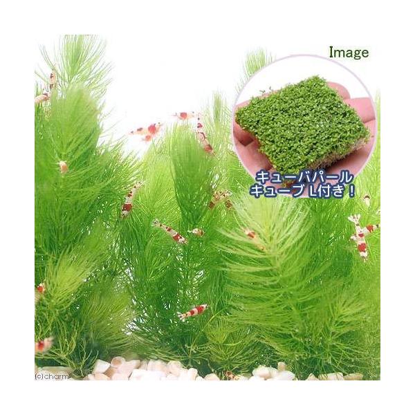 ijL[op[@L[u^Cv{}ciT{ji_jiPZbgj