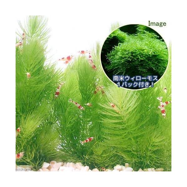 ijăEB[X@PpbN{}ciT{jitji_jiPZbgj