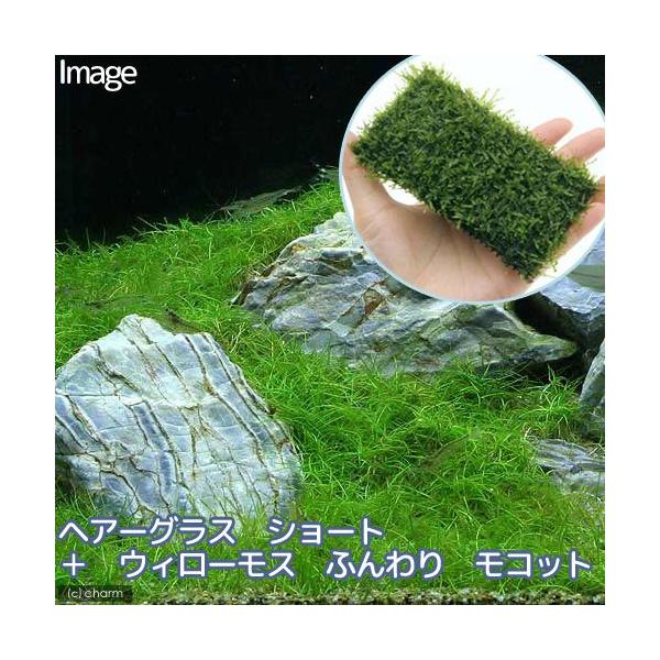 ijwA[OX@V[g{EB[X@NbV