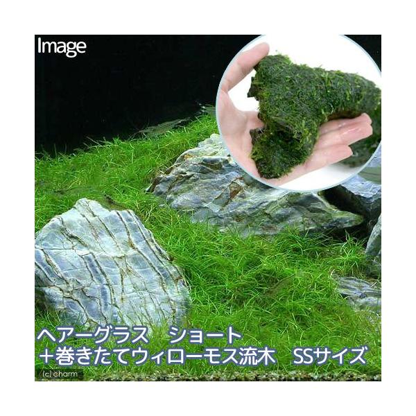 ijwA[OX@V[g{ā@EB[X@؁@rrTCYiPOj