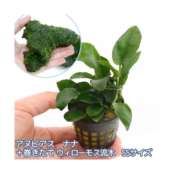 ijAkrAXii{ā@EB[X@؁@rrTCYiPOj