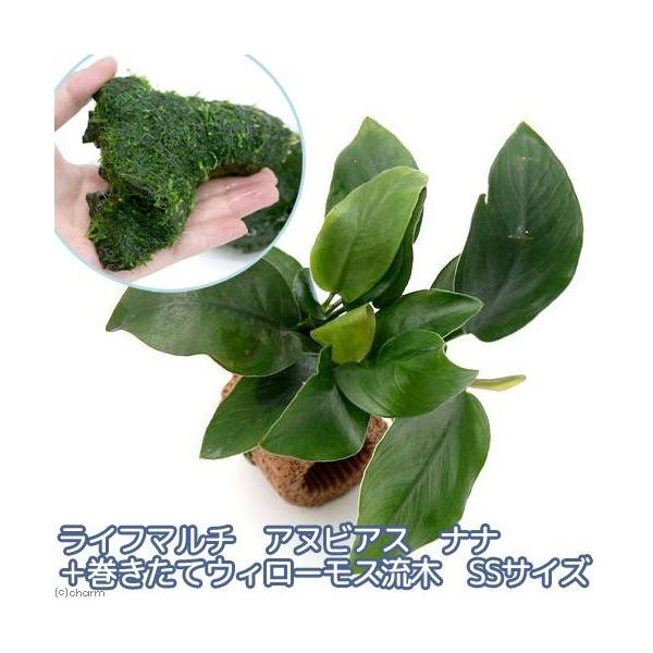 水草 流木 ウィローモス」の人気商品一覧 | 安い商品を通販