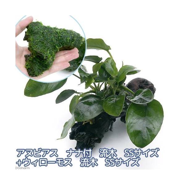 ijAkrAXii@؁{EB[X@؁ierrTCYj