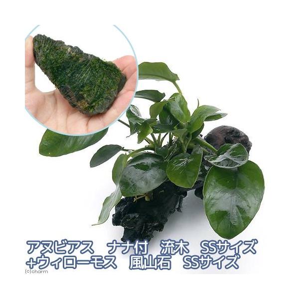 ijAkrAXii@؁{EB[X@R΁ierrTCYj