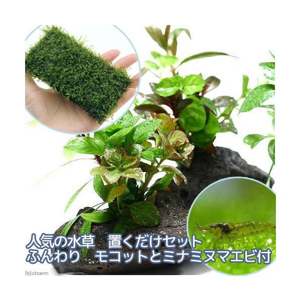 iGrjijlC̐@uQ_Zbg{~i~k}Grt