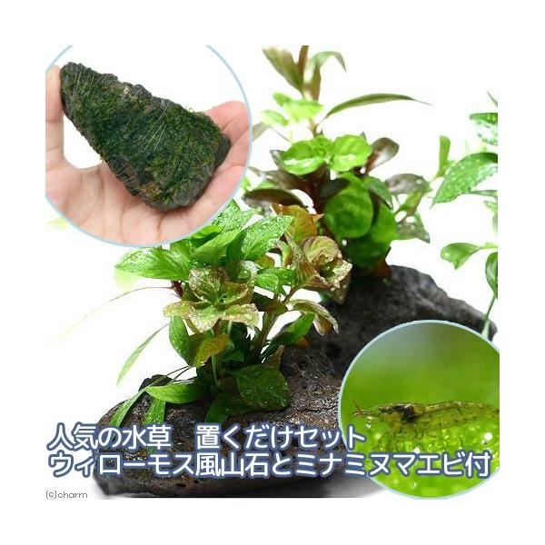 iGrjijlC̐@uZbg@EB[X@R΂ƃ~i~k}Grtitj