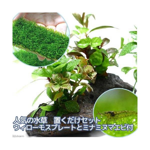 iGrjijlC̐@uZbg@EB[Xv[gƃ~i~k}Grtitj