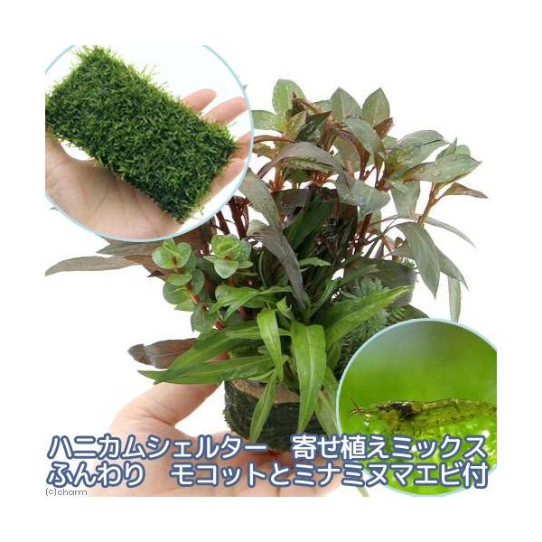 iGrjij񂹐A~bNX{EB[X@NbVitjƃ~i~k}Grt