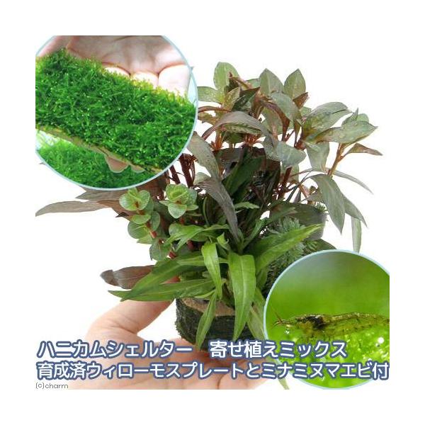 iGrjijnjJVF^[@񂹐A~bNX@琬ρ@EB[X@v[gƃ~i~k}Grtitj