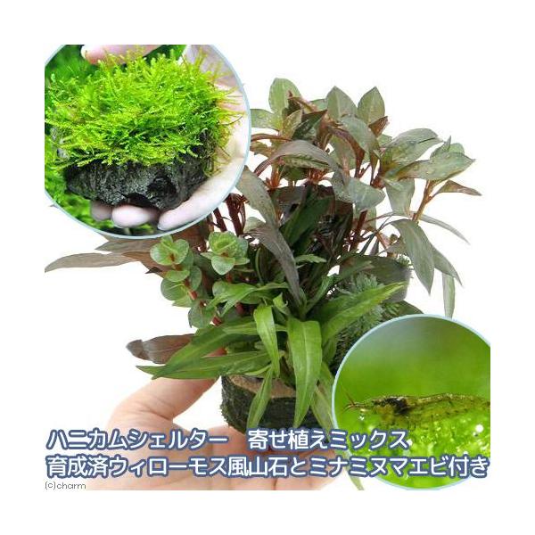 iGrjijnjJVF^[@񂹐A~bNX@琬ρ@EB[X@R΂ƃ~i~k}Grtitj