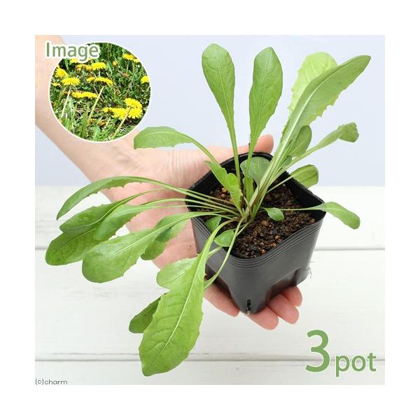 _kame　MS34　_hachu　_animal　charmpetleafseries　ガーデニング　サプリメント　ペットグラス　pet_glass　たんぽぽ　西洋蒲公英　ペットリーフ　生草　野草　ウサギ　鳥　セキセイインコ　リクガメ　イ...